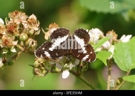 Papillon blanc admiral (Limenitis camilla) se nourrissant de fleurs de mûres blanches dans la forêt Banque D'Images