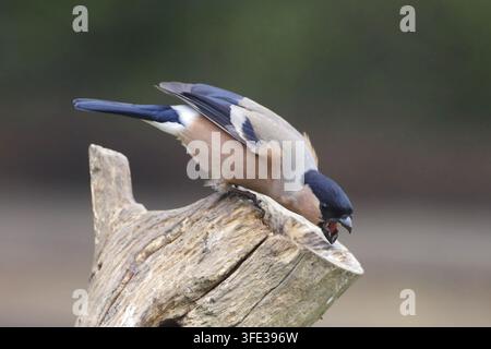 Jardinier eurasien femelle posé sur une souche en bois, Pyrrhula pyrrhula Banque D'Images