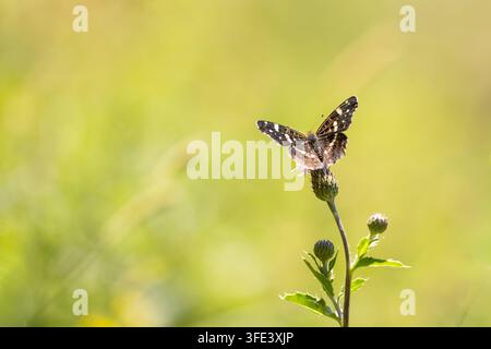 Carte du papillon Araschnia levana reposant sur une fleur sauvage dans une prairie ensoleillée d'été Banque D'Images