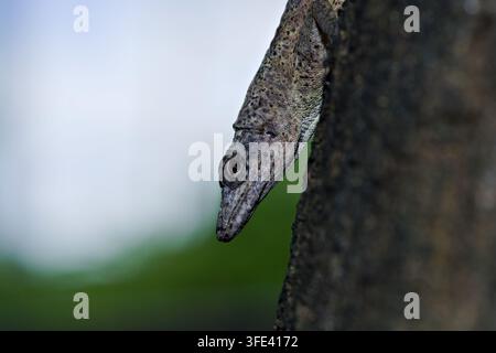 Macro en gros plan de profil d'un lézard anole camouflé (Anolis) reposant tête en bas sur une écorce d'arbre avec un fond flou. Banque D'Images