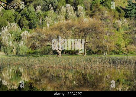 L'image capture une scène paisible de zone humide où un plan d'eau calme et immobile reflète magnifiquement le paysage le long de sa rive. Au premier plan,... Banque D'Images