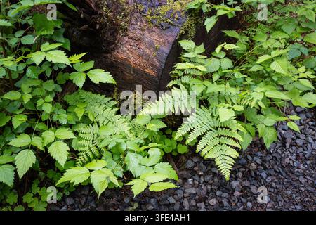 Plantes sauvages recouvrant le sol près d’une souche d’arbre tombée le long d’un chemin de gravier dans la forêt tropicale du Nord-Ouest pacifique Banque D'Images