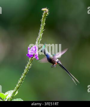 Le mâle adulte à crête de fil Thorntail (Discosura popelairii) se nourrissant sur des fleurs le long de la route Manu, Pérou. Banque D'Images