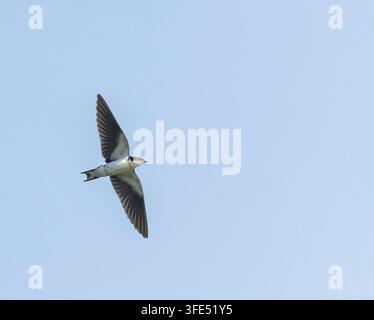 Hirundo smithii filifera, Hirundo smithii filifera, en Inde. Banque D'Images