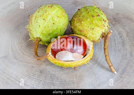 Fruit de marronnier en photographies macro en studio Banque D'Images