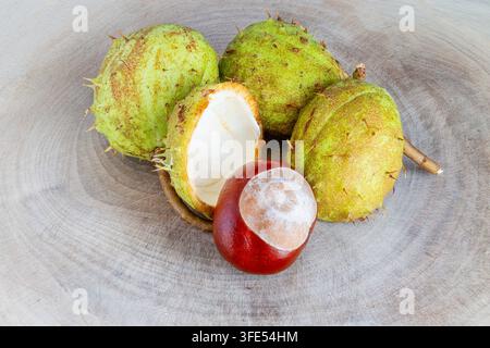 Fruit de marronnier en photographies macro en studio Banque D'Images