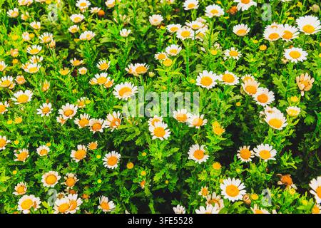 Champ de marguerites blanches en fleurs avec des centres jaunes dans un jardin vert et vibrant Banque D'Images