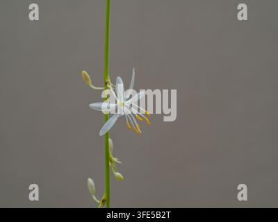 Photographie macro d'une délicate fleur de plante araignée blanche Banque D'Images