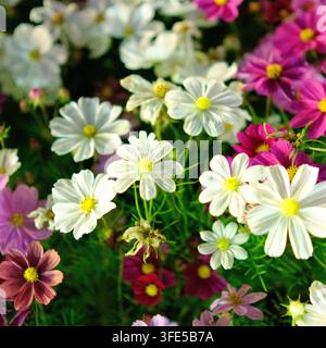 Des fleurs de cosmos blanc éclatant et rose épanouies lors d'un festival à Daejeon, en Corée. Banque D'Images