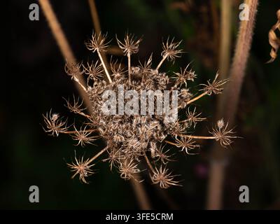 Photographie macro détaillée d'une tête de graine de fleur sauvage séchée montrant des structures naturelles complexes. Banque D'Images