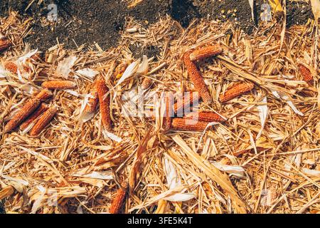 Plusieurs épis de maïs séchés entourés de tiges et d’enveloppes de maïs déchiquetés sur des terres cultivées. Résidus post-récolte, déchets organiques, bioénergie, composti Banque D'Images