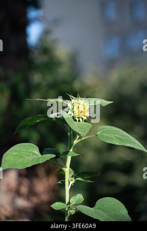 Photographie de stock professionnelle de haute qualité mettant en valeur la croissance des cultures biologiques, la préservation naturelle de l'environnement et les tiges de plantes brutes sous la lumière chaude du jour Banque D'Images