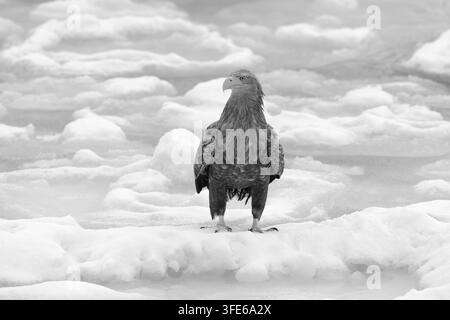 Aigle à tête blanche debout sur la banquise en noir et blanc Banque D'Images