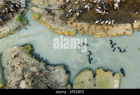 Vue aérienne de buffles d'eau paissant sur les berges boueuses et pataugeant dans les eaux peu profondes de la rivière à Bagerhat, division de Khulna, Bangladesh. Banque D'Images
