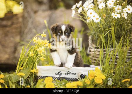 American Shepherd miniature Banque D'Images