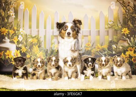 American Shepherd miniature Banque D'Images