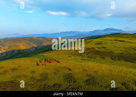 Une perspective aérienne capture un troupeau de chevaux paissant sur des collines vertes luxuriantes pendant l'heure dorée. La lumière chaude du soleil met en valeur le paysage serein avec des montagnes au loin. Banque D'Images