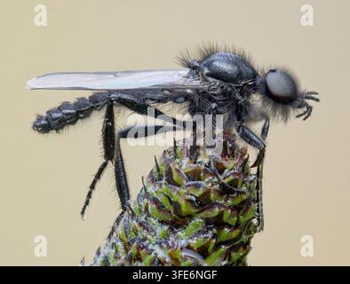 mouche de mars Banque D'Images