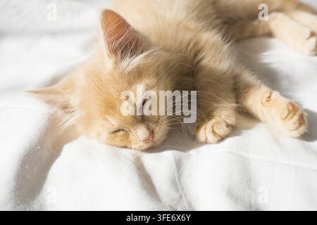 Petit chat roux mignon dort sur une couverture blanche Banque D'Images