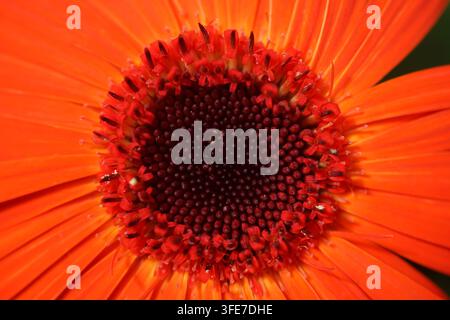 Vue macro d'un œillet Gerbera orange vif (Gerbera jamesonii) montrant les fleurettes centrales détaillées et les pétales environnants Banque D'Images