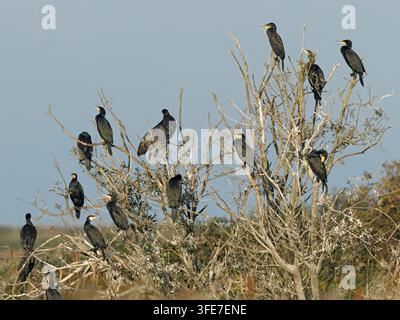 Cormoran Phalacrocorax carbo, groupe d'oiseaux perchés dans un arbre mort, réserve RSPB de Titchwell, Norfolk, Royaume-Uni, octobre Banque D'Images