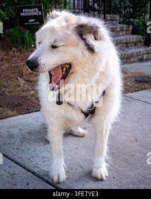 Un grand chien de montagne blanc et gris de race mixte bâille largement tout en se tenant sur un trottoir en béton à côté d'un panneau d'adresse résidentielle privée. Banque D'Images