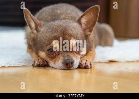 Un chihuahua brun clair et blanc à l'air endormi sur le sol sur un tapis blanc avec un fond marron. Banque D'Images