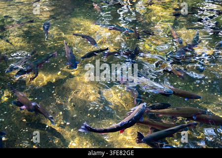 Vue de truites nageant dans l'eau claire de la Bonneville Fish Hatchery à Cascade Locks, Oregon, États-Unis. Banque D'Images