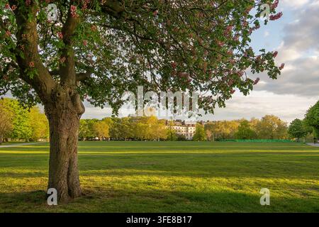 Un marronnier rouge (Aesculus carnea) se dresse en pleine floraison printanière, projetant de longues ombres sur l'étendue verte du parc de Regent's Park. Banque D'Images