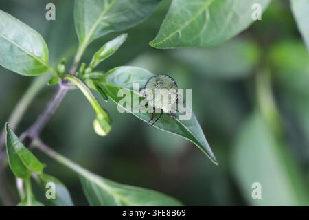 Larve du bouclier vert, Bouclier (Palomena prasina) sur des poivrons cultivés dans le jardin. Banque D'Images