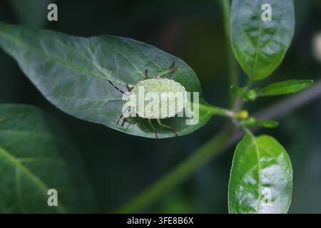 Nymphe du bouclier vert, Palomena prasina sur une feuille verte. Banque D'Images