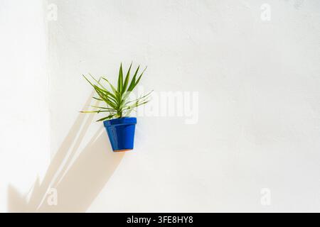 Petit pot en céramique bleue avec une plante yucca verte montée sur un mur blanc ensoleillé projetant une ombre diagonale à Peñíscola Banque D'Images
