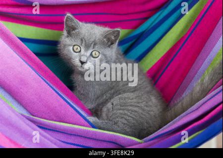 Chaton British Shorthair Banque D'Images