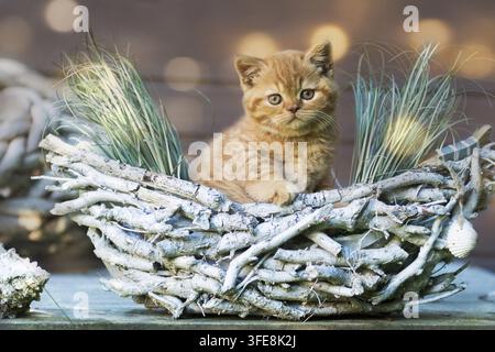 Chaton British Shorthair Banque D'Images