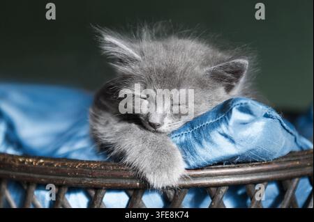 Chaton Nebelung dormant dans un panier en osier Banque D'Images