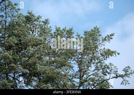 Les pins aux branches étalées encadrent un ciel bleu clair dans un paysage extérieur lumineux, créant une scène naturelle toujours verte avec une abondante végétation et Banque D'Images