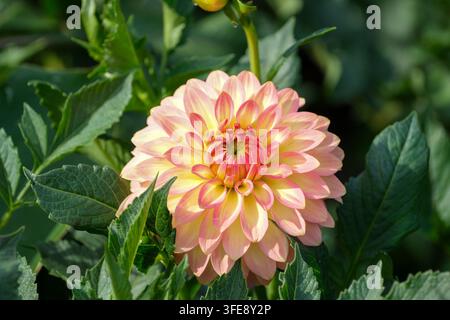 Un plan rapproché détaillé capture une seule fleur de dahlia symétrique en pleine floraison sous la lumière naturelle du jour. La composition horizontale se concentre sur Banque D'Images