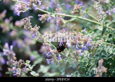 Un plan rapproché capture une grosse bourdon duveteuse rampant sur de petites fleurs de catmint violettes en plein éclosion pour récolter du pollen. L'insecte pend sous un Grei Banque D'Images