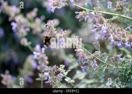 Une prise de vue en gros plan capture une grosse bourdon en plein vol se dirigeant vers de petites fleurs de catmint violettes sur une tige verte. L'insecte est figé en mouvement pendant Banque D'Images