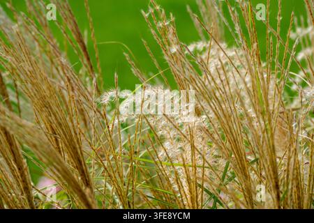 Un plan rapproché capture les têtes de graines délicates et duveteuses blanches et les épillets dorés du miscanthus ornemental. Les plumes douces et plumeuses sont entourées Banque D'Images