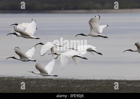 Australian white ibis Banque D'Images