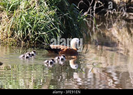 Mère et petits de sarcelle rousse nageant avec des oisillons près des roseaux Banque D'Images
