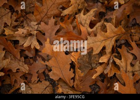 Feuilles d'érable rouge tombées et sèches recouvrant le fond du sol dans une forêt d'automne Banque D'Images