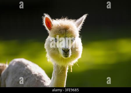 alpaca tondue Banque D'Images