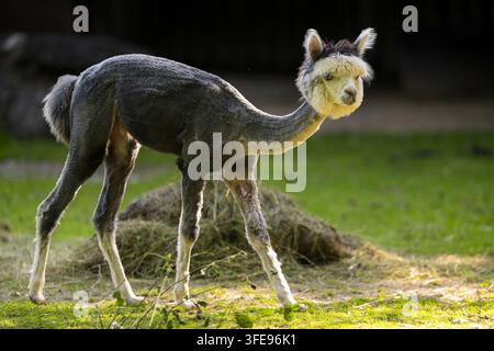 alpaca tondue Banque D'Images