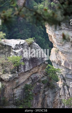 Piliers de grès quartzifère avec des arbres anciens et résilients dans la zone pittoresque de Yuanjiajie au parc national forestier de Zhangjiajie, province de Hunan, Chine Banque D'Images