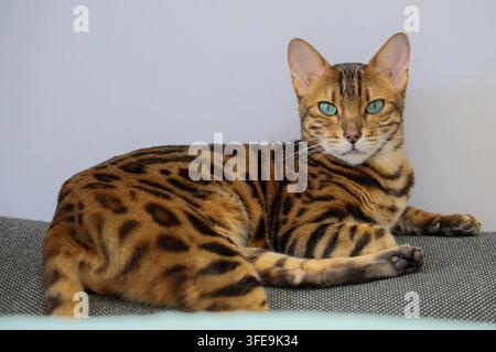 Chat Bengal posé sur une couverture regardant l'appareil photo à la maison Banque D'Images