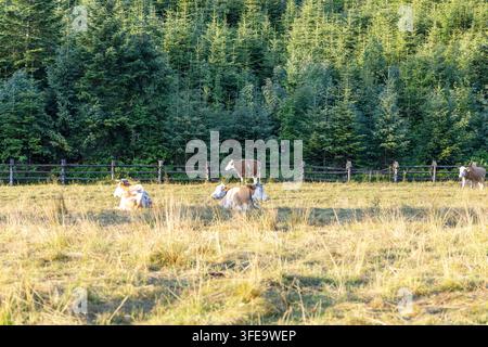 Petit troupeau de vaches laitières se relaxant et broutant dans un champ doré baigné de soleil devant une clôture de forêt de pins. Banque D'Images