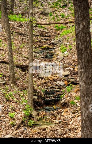 Une scène forestière tranquille montre un étroit ruisseau rocheux serpentant sur une colline moussue, avec de petites cascades sur des pierres empilées. De grands arbres encadrent la pente Banque D'Images