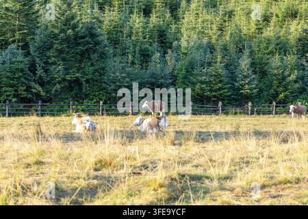 Petit troupeau de vaches laitières se relaxant et broutant dans un champ doré baigné de soleil devant une clôture de forêt de pins. Banque D'Images